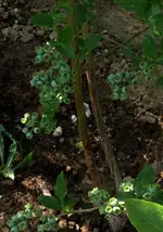 Heidel1.webp