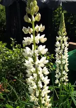 lupinen.webp