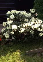 Rhodo.webp