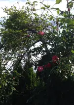 Rosenbogen1.webp
