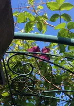 Rosenbogen2.webp