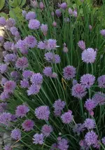 schnittlauch.webp