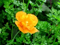 Copy of IMG_0206v.webp