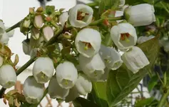 white (28).webp