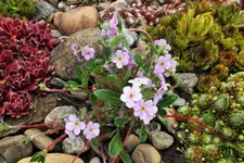 DSCF0898 (2).webp