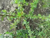 pflanze_eingegraben.webp