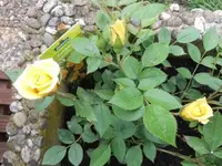 Bilda013.webp