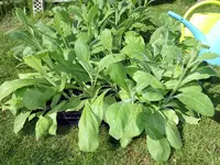 ziertabak-nicotiana-sanderae-jungpflanzen-tobacco-ornamental.webp