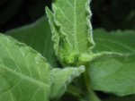 ziertabak-nicotiana-sanderae-knospen-tobacco-ornamental-buds.JPG