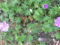 013.webp