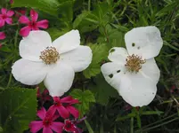015.webp