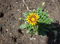 Mittagsgold 1.webp