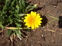 Mittagsgold 2.webp