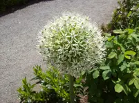 Zierlauch weiss.webp