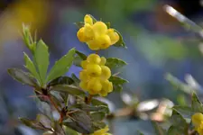 Berberitze_0020.webp