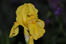 Schwertlilie_1632.webp
