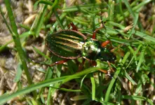 Mistkäfer_0002.webp