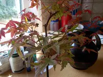DSCN0058.webp