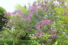 DSCF0909 (2).webp