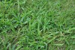 crabgrass3.jpg