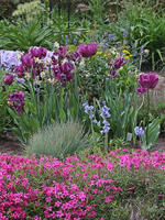 Hangbeet_multicolor_700.webp