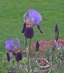 Iris_blau_purple_grün_bokeh_700.JPG