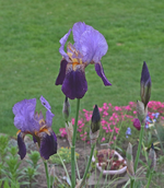 Iris_blau_purple_grün_bokeh_700.webp