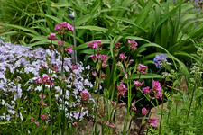 Lobelie_pink_Polsterphlox bleu_Jakobsleitre blau_grün_640.webp
