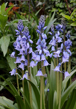 Hasenglöckchen_700.webp