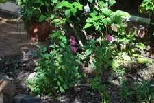Pentas rosa 1.webp