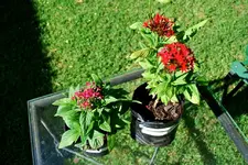 Pentas.webp