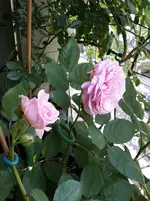 20150516_103730.webp