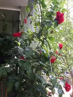 20150516_103739.webp