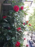 20150516_103745.webp