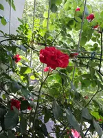 20150516_103756.webp