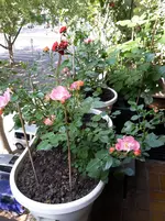 20150516_103821.webp