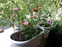 20150516_103828.webp