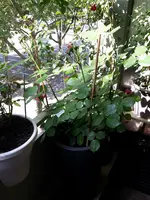 20150516_103846.webp