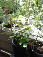 20150516_103904.webp