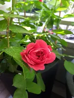 20150516_103912.webp