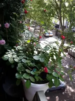 20150516_103929.webp