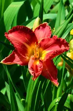 l13.webp