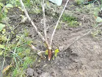 nikon 20150516 035.webp