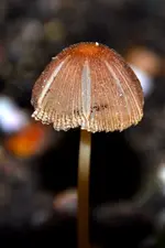 Pilz_1798.webp