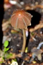 Pilz_1806.webp