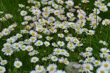 Gänseblümchen_0001.webp