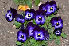 DSC_7314.webp