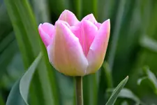 DSC_7177.webp