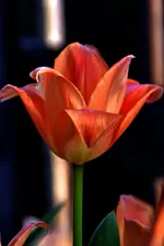 DSC_7162a.webp