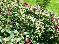 2015-05-15   Sorgenkind mit Zikaden.webp
